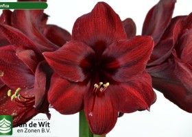 hippeastrum Benfica (2)